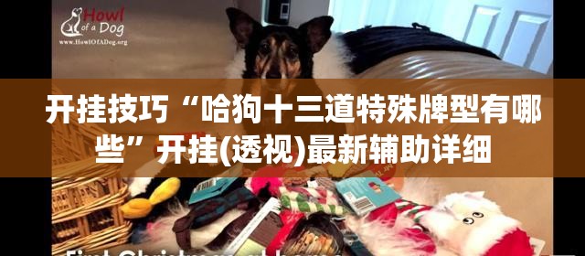 开挂技巧“哈狗十三道特殊牌型有哪些	”开挂(透视)最新辅助详细