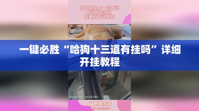 一键必胜“哈狗十三道有挂吗”详细开挂教程