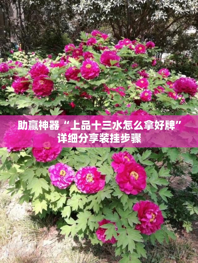 助赢神器“上品十三水怎么拿好牌	”详细分享装挂步骤