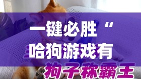 一键必胜“哈狗游戏有没有挂”(透视)其实确实有挂