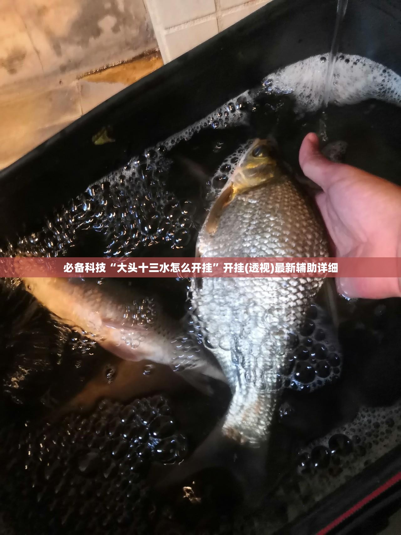 必备科技“大头十三水怎么开挂”开挂(透视)最新辅助详细