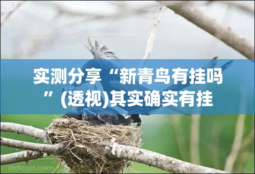实测分享“新青鸟有挂吗”(透视)其实确实有挂