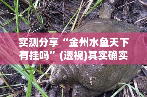 实测分享“金州水鱼天下有挂吗	”(透视)其实确实有挂