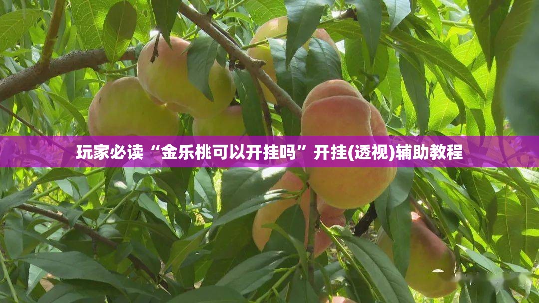玩家必读“金乐桃可以开挂吗	”开挂(透视)辅助教程