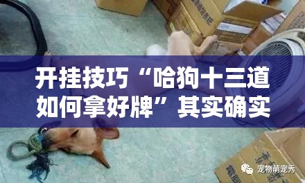 开挂技巧“哈狗十三道如何拿好牌	”其实确实有挂