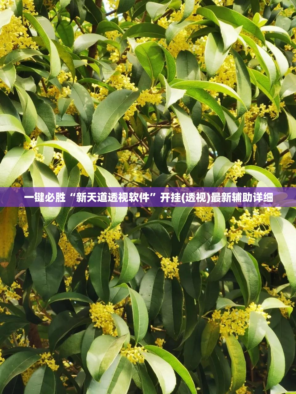 一键必胜“新天道透视软件	”开挂(透视)最新辅助详细