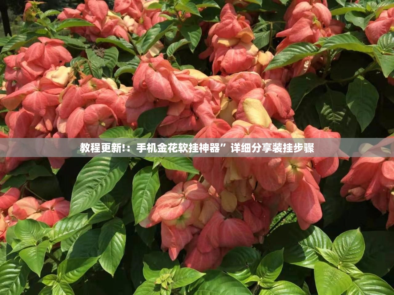 教程更新!：手机金花软挂神器”详细分享装挂步骤
